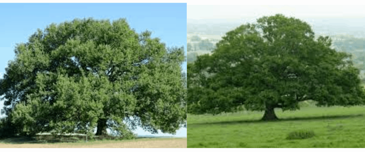 6 arbres remarquables.png